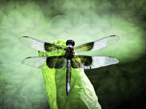 Fred Adsit’s artwork is part of the “Things with Wings” exhibit at Truewood Gallery.