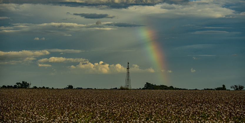 A rainbow forms over a cotton field  along County Road 413  a little after 7 p.m. on Monday, August 26, 2024.   Areas of Williamson County welcomed rain and cooler temperatures beginning Monday afternoon.    Photo by Andy Sharp.