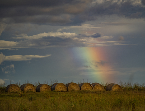 A rainbow forms over bales of hay along County Road 487 at just after 7p.m. on Monday, August 26, 2024.   Areas of Williamson County welcomed rain and cooler temperatures beginning Monday afternoon.    Photo by Andy Sharp.