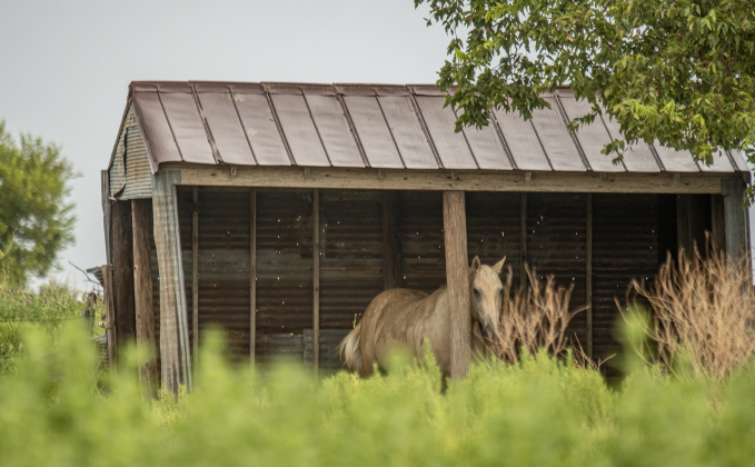 A horse finds shelter along County Road 425  on a rainy  Monday, August 26, 2024.   Photo by Andy Sharp.  16