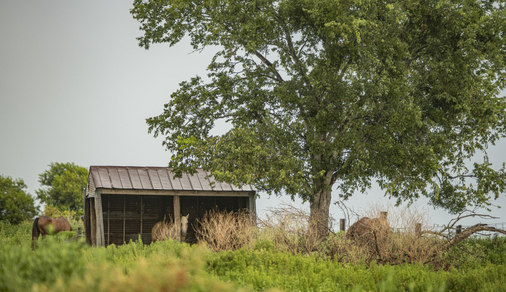 A horse finds shelter along County Road 425  on a rainy  Monday, August 26, 2024.   Photo by Andy Sharp.