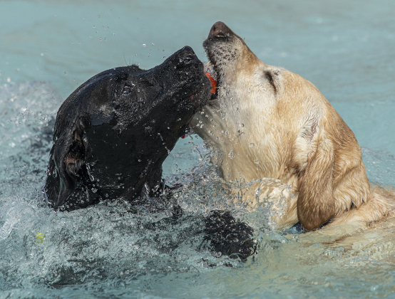 Dogs play together in the Georgetown Recreation Center’s kids’ pool during K-9 Kerplunk, held on Saturday, September 17, 2022. The event, just for dogs and their humans, was sponsored by Georgetown Parks and Recreation. (Sun Archive)