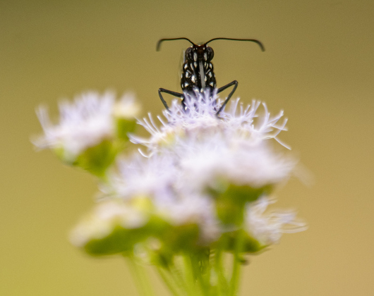 Georgetown’s Sunken Garden was a busy destination for butterflies and bees on Sunday afternoon, August 4. Located in San Gabriel Park, the Sunken Garden was established by the Georgetown Garden Club in 1970.  Photos by Andy Sharp