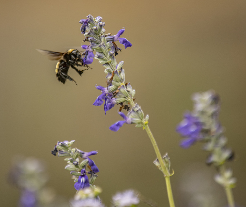 Georgetown’s Sunken Garden was a busy destination for butterflies and bees on Sunday afternoon, August 4. Located in San Gabriel Park, the Sunken Garden was established by the Georgetown Garden Club in 1970.  Photos by Andy Sharp