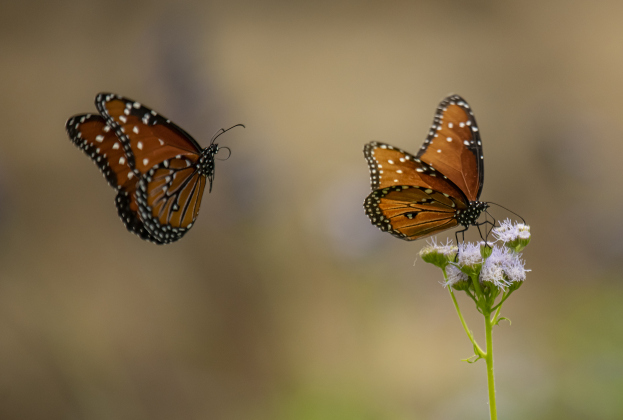Georgetown’s Sunken Garden was a busy destination for butterflies and bees on Sunday afternoon, August 4. Located in San Gabriel Park, the Sunken Garden was established by the Georgetown Garden Club in 1970.  Photos by Andy Sharp