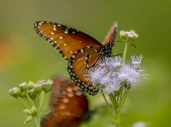 Georgetown’s Sunken Garden was a busy destination for butterflies and bees on Sunday afternoon, August 4. Located in San Gabriel Park, the Sunken Garden was established by the Georgetown Garden Club in 1970.  Photos by Andy Sharp