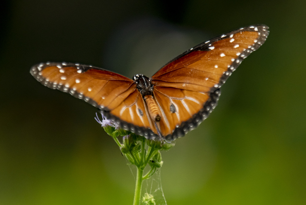 Georgetown’s Sunken Garden was a busy destination for butterflies and bees on Sunday afternoon, August 4. Located in San Gabriel Park, the Sunken Garden was established by the Georgetown Garden Club in 1970.  Photos by Andy Sharp