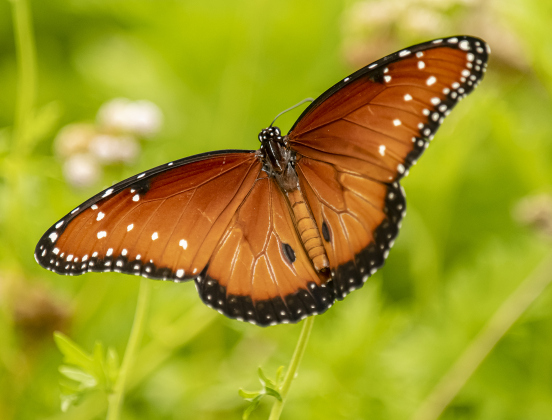 Georgetown’s Sunken Garden was a busy destination for butterflies and bees on Sunday afternoon, August 4. Located in San Gabriel Park, the Sunken Garden was established by the Georgetown Garden Club in 1970.  Photos by Andy Sharp
