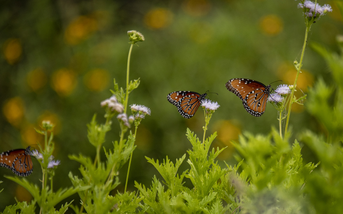 Georgetown’s Sunken Garden was a busy destination for butterflies and bees on Sunday afternoon, August 4. Located in San Gabriel Park, the Sunken Garden was established by the Georgetown Garden Club in 1970.  Photos by Andy Sharp
