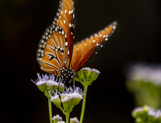 Georgetown’s Sunken Garden was a busy destination for butterflies and bees on Sunday afternoon, August 4. Located in San Gabriel Park, the Sunken Garden was established by the Georgetown Garden Club in 1970.  Photos by Andy Sharp