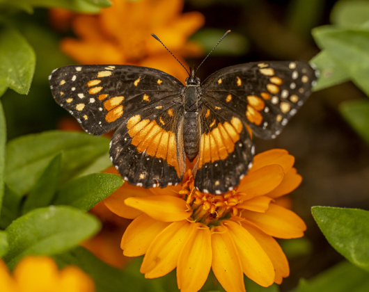 Georgetown’s Sunken Garden was a busy destination for butterflies and bees on Sunday afternoon, August 4. Located in San Gabriel Park, the Sunken Garden was established by the Georgetown Garden Club in 1970.  Photos by Andy Sharp