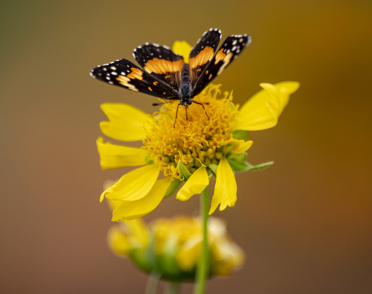 Georgetown’s Sunken Garden was a busy destination for butterflies and bees on Sunday afternoon, August 4. Located in San Gabriel Park, the Sunken Garden was established by the Georgetown Garden Club in 1970.  Photos by Andy Sharp