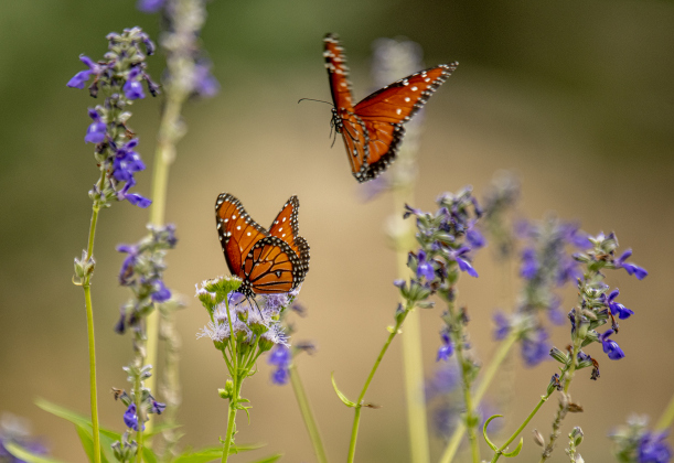 Georgetown’s Sunken Garden was a busy destination for butterflies and bees on Sunday afternoon, August 4. Located in San Gabriel Park, the Sunken Garden was established by the Georgetown Garden Club in 1970.  Photos by Andy Sharp