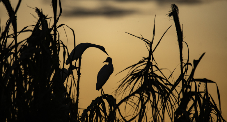 Egrets begin to settle in for the night around the rookery at Murphy Park on Thursday evening, September 5, 2024.  Photo by Andy Sharp.