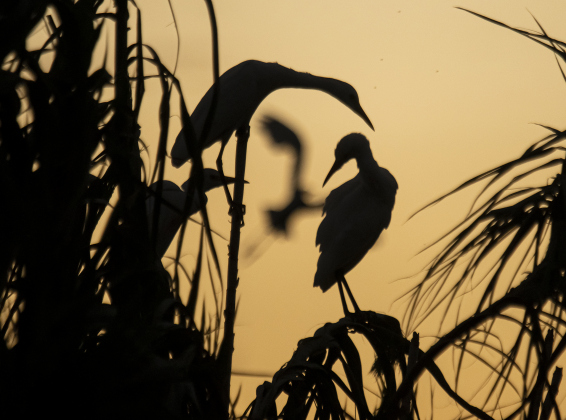 Egrets start to settle in for the night around  the rookery at Murphy Park on Thursday evening, September 5, 2024.  Photo by Andy Sharp.
