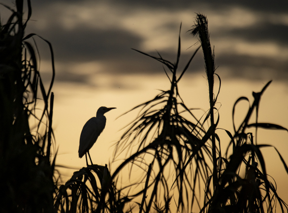 An egret begins to relax for the coming night around the rookery at  Murphy Park on Thursday evening, September 5, 2024.  Photo by Andy Sharp.
