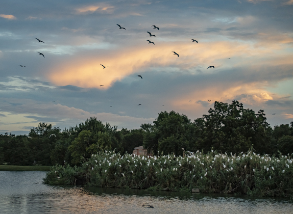 Large numbers of egrets gather around the rookery at Murphy Park on Thursday evening, September 5, 2024.  Photo by Andy Sharp.