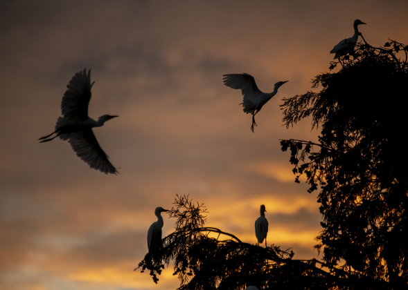  Large numbers of egrets gather around the rookery at Murphy Park on Thursday evening, September 5, 2024.  Photo by Andy Sharp. 