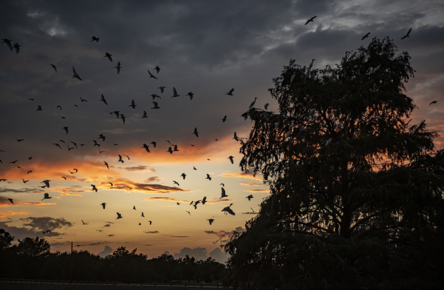 Large numbers of egrets gather around the rookery at Murphy Park on Thursday evening, September 5, 2024.  Photo by Andy Sharp.