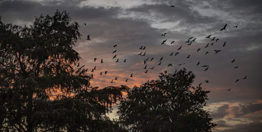 Large numbers of egrets gather around the rookery at Murphy Park on Thursday evening, September 5, 2024.  Photo by Andy Sharp.