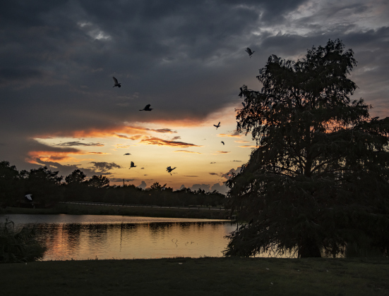 Large numbers of egrets gather around the rookery at Murphy Park on Thursday evening, September 5, 2024.  Photo by Andy Sharp.