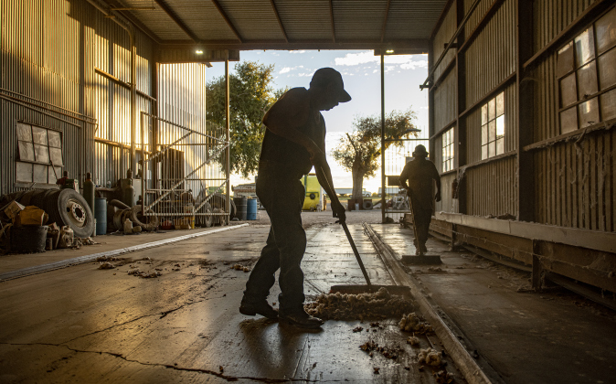 Gin staffers sweep up bits of cotton debris in the area where cotton modules begin the ginning process  at Waterloo Gin on Monday, September 9, 2024. Located on County Road 414 east of Taylor, the gin is co-owned by Clement Strmiska and David Woollett.   Photo by Andy Sharp.