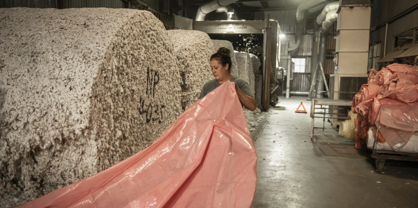 Holly Strmiska, daughter of gin co-owner Clement Strmiska, removes covers from cotton modules before they begin the ginning process at Waterloo Gin on Monday, September 9, 2024. Located on County Road 414 east of Taylor, the gin is co-owned by Clement Strmiska and David Woollett.   Photo by Andy Sharp.