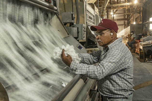 Tony Espinoza checks on the cotton as it continues the ginning process  at Waterloo Gin on Monday, September 9, 2024. Located on County Road 414 east of Taylor, the gin is co-owned by Clement Strmiska and David Woollett.   Photo by Andy Sharp.