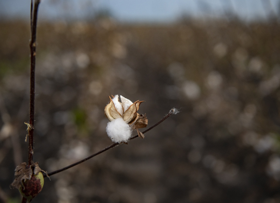 Cotton bolls hold onto a stalk in a field harvested by farmer Aaron Martinka  along F.M. 972 east of Walburg  on Tuesday, September 10, 2024. Martinka is harvesting 1,100 acres of cotton this year.  Photo by Andy Sharp.