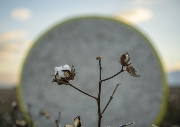 Cotton is seen in a field harvested by Aaron Martinka.