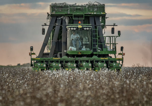 Aaron Martinka navigates his combine through a field of cotton along F.M. 972 east of Walburg  on Tuesday, September 10, 2024. Martinka is harvesting 1,100 acres of cotton this year.  Photo by Andy Sharp.