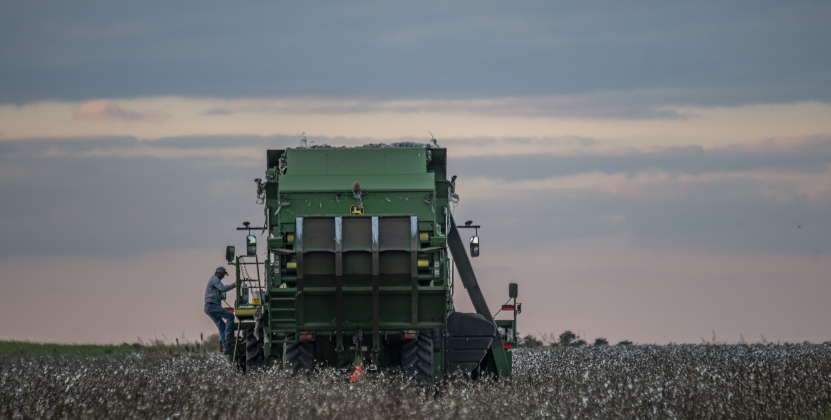 aron Martinka stops to make a combine adjustment while working on a field of cotton along F.M. 972 east of Walburg  on Tuesday, September 10, 2024. Martinka is harvesting 1,100 acres of cotton this year.  Photo by Andy Sharp.
