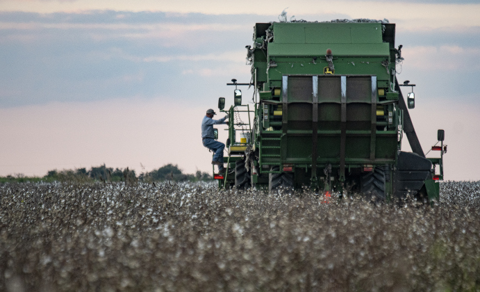 Aaron Martinka makes some combine adjustments while working  a field of cotton along F.M. 972 east of Walburg  on Tuesday, September 10, 2024. Martinka is harvesting 1,100 acres of cotton this year.  Photo by Andy Sharp.