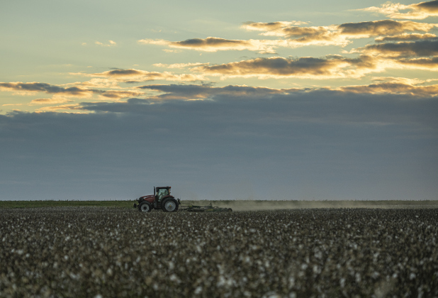 Edgar Juarez, working with farmer Aaron Martinka, works in a field  along F.M. 972 east of Walburg  on Tuesday, September 10, 2024. Martinka is harvesting 1,100 acres of cotton this year.  Photo by Andy Sharp.