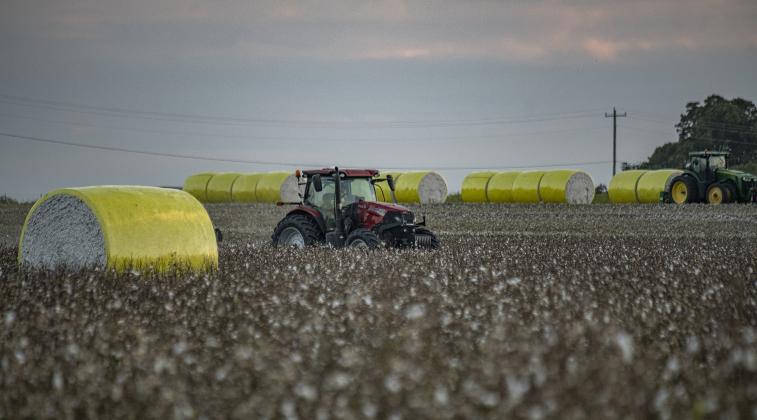 Edgar Juarez, who is assisting farmer Aaron Martinka  navigates a tractor through a field of cotton.