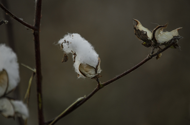 Bolls of cotton hold onto stalks in a  field Aaron Martinka  is harvesting along F.M. 972 east of Walburg  on Tuesday, September 10, 2024. Martinka is harvesting 1,100 acres of cotton this year.  Photo by Andy Sharp.