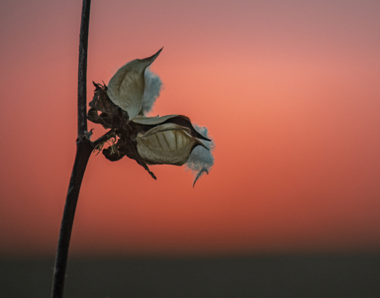 Cotton bolls hold onto a stalk.