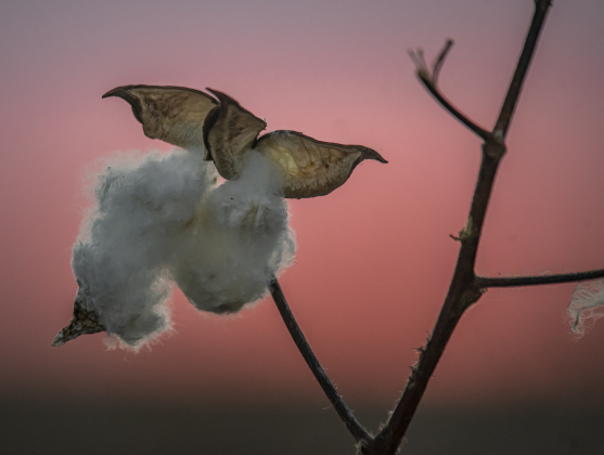Cotton bolls hold onto a stalk.