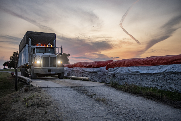 Waterloo Gin co-owner David Wollett drives a truckload of cotton from a field onto a scale  on Friday, September 13, 2024. Clement Strmiska and David Wollett are co-owners of the Waterloo Gin, located on County Road 414 east of Taylor.     Photo by Andy Sharp. 