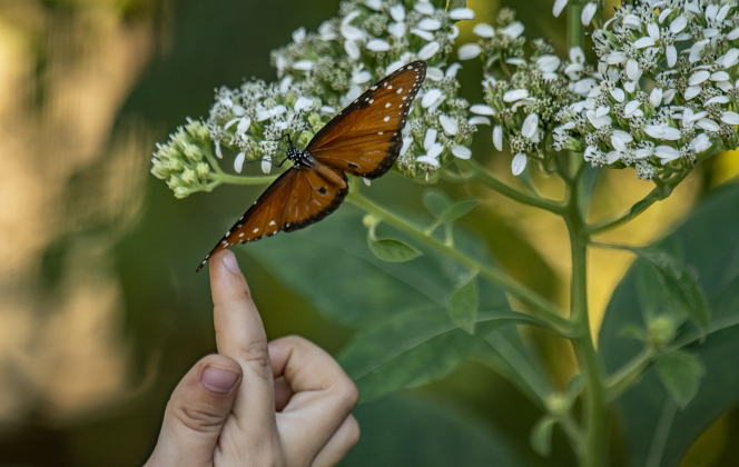 Four-year-old Castle Tucker reaches out to a butterfly at Berry Springs Park & Preserve on Saturday,  October 12, 2024.     Photo by Andy Sharp. 