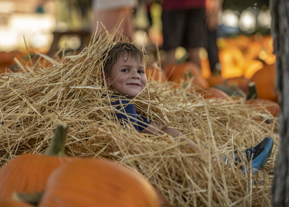 6-year-old Lincoln Sanchez enjoyed the aromatic hay while helping unload pumpkins at First United Methodist Church on Wednesday, October 9, 2024.  2,880 large pumpkins, plus many smaller versions were unloaded at the church.   The pumpkins were grown in New Mexico.   A second, but smaller batch of pumpkins will arrive from there on October 19th.   Sales continue through 5p.m. on October 31st.    Photo by Andy Sharp.