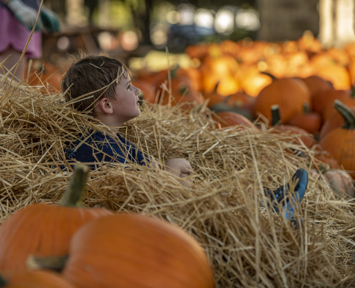 6-year-old Lincoln Sanchez enjoyed the aromatic hay while helping unload pumpkins at First United Methodist Church on Wednesday, October 9, 2024.  2,880 large pumpkins, plus many smaller versions were unloaded at the church.   The pumpkins were grown in New Mexico.   A second, but smaller batch of pumpkins will arrive from there on October 19th.   Sales continue through 5p.m. on October 31st.    Photo by Andy Sharp.
