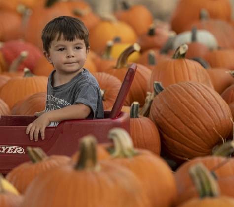 3-year-old Lynnox Johannsen enjoyed helping unload pumpkins at First United Methodist Church on Wednesday, October 9, 2024. 2,880 large pumpkins, plus many smaller versions were unloaded at the church.