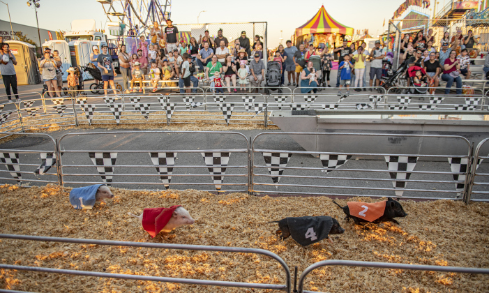 Attendees enjoyed the Swifty Swine pig races  during the Williamson County Fair & Rodeo opening night at the Williamson County Expo Center on Wednesday, October 23, 2024.  The fair and rodeo continues through Saturday, October 26th.   Photo by Andy Sharp. 
