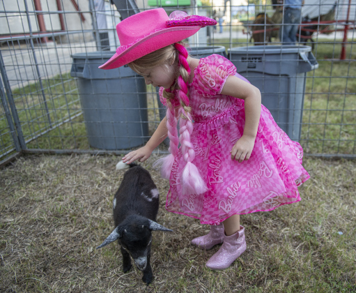 4-year-old Beth Frost enjoyed spending time at the Texan Petting Zoo during the Williamson County Fair &amp; Rodeo opening night at the Williamson County Expo Center on Wednesday, October 23, 2024.  The fair and rodeo continues through Saturday, October 26th.   Photo by Andy Sharp.