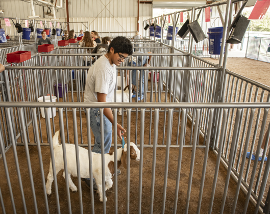 Georgetown High freshman Jordan Gardial works with his goat named Willie during the Grand Opening of Georgetown High School's new Ag barn on Wednesday, September 25, 2024.   Photo by Andy Sharp.