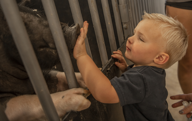 Stetson Mathson, who will be 2-years-old in October, spends time with a pig named Sissy, owned by Georgetown High junior Dixie Whiteaker, during the Grand Opening of Georgetown High School's new Ag barn on Wednesday, September 25, 2024.   Photo by Andy Sharp.