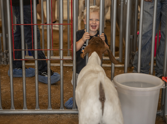 Stetson Mathson, who will be 2-years-old in October, visits with a goat during the Grand Opening of Georgetown High School's new Ag barn on Wednesday, September 25, 2024.   Photo by Andy Sharp.