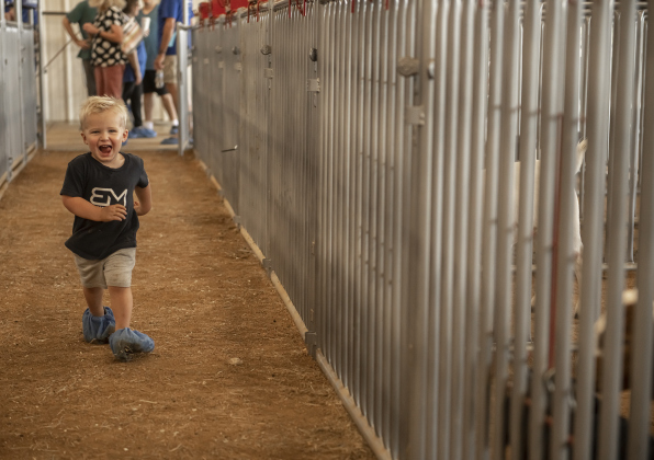 Stetson Mathson, who will be 2-years-old in October, enjoyed running through the aisles during the Grand Opening of Georgetown High School's new Ag barn on Wednesday, September 25, 2024.   Photo by Andy Sharp. 