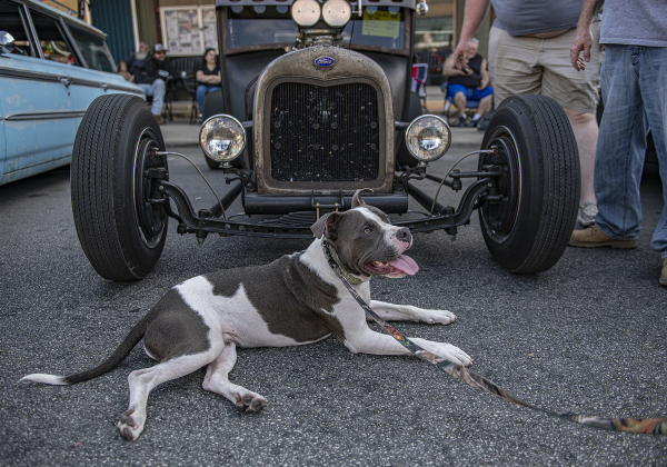 Drax, owned by Emily Prestige, relaxes in front of a 1927 Ford Model T  during Taylor's Main Street Car Show on Saturday, October 26, 2024.    Photo by Andy Sharp.